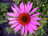 Echinacea